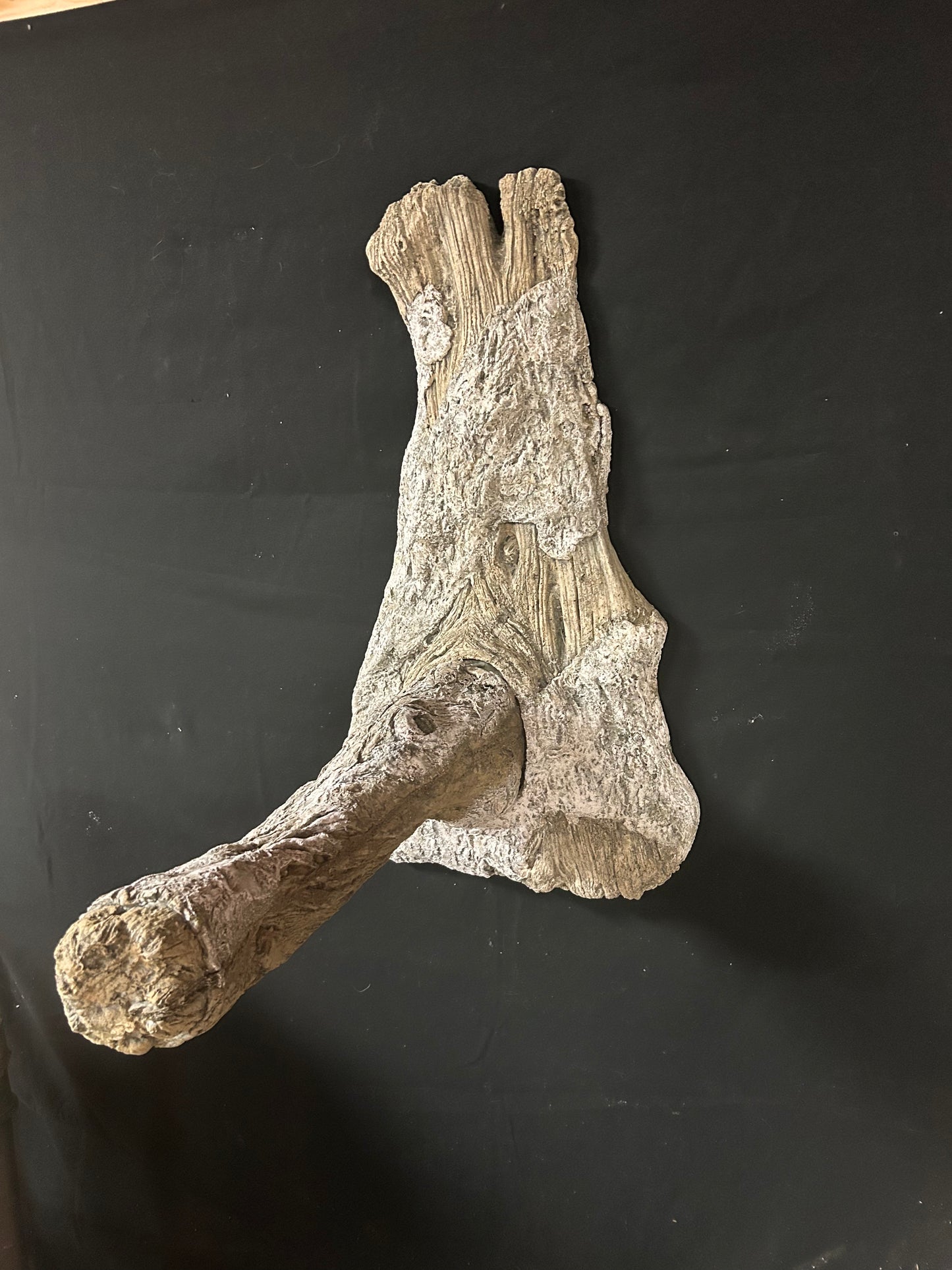 Moss Limb