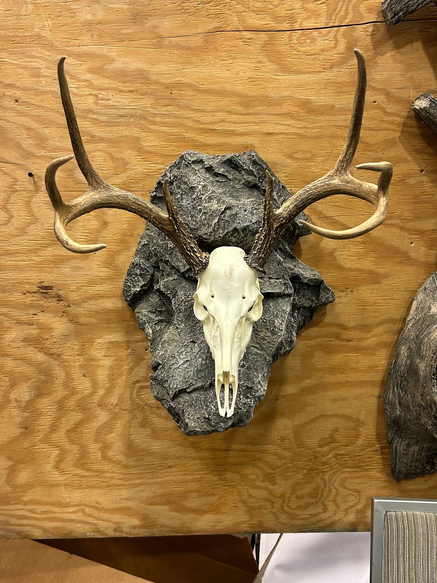 Euro Deer Skull Mount