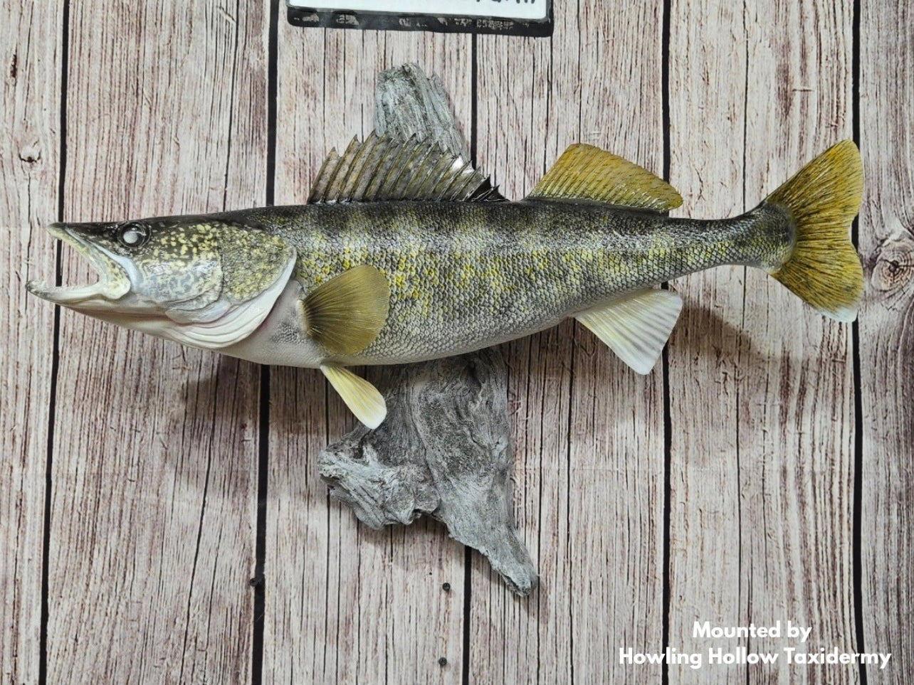 Driftwood #17