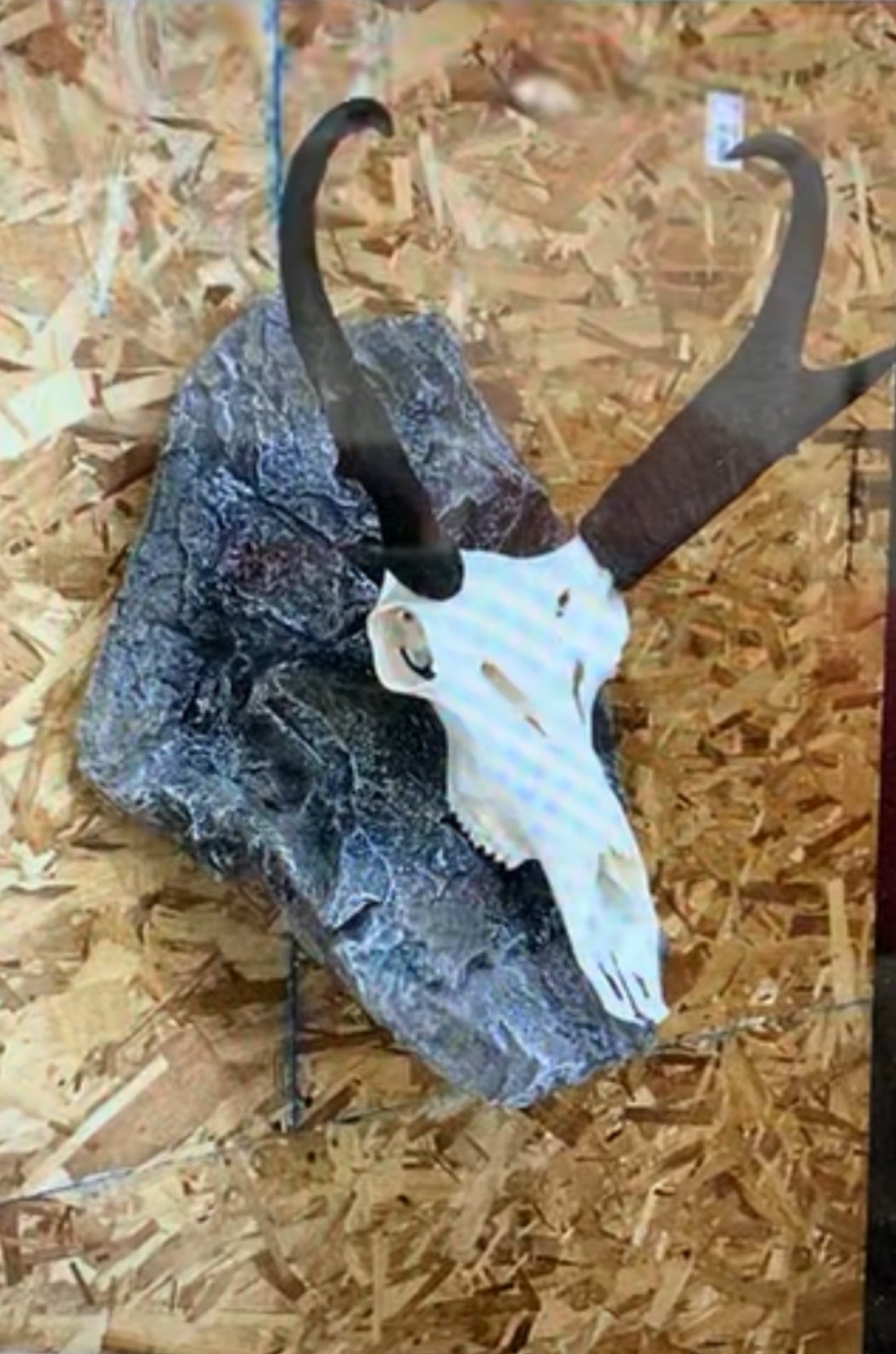 Euro Deer Skull Mount