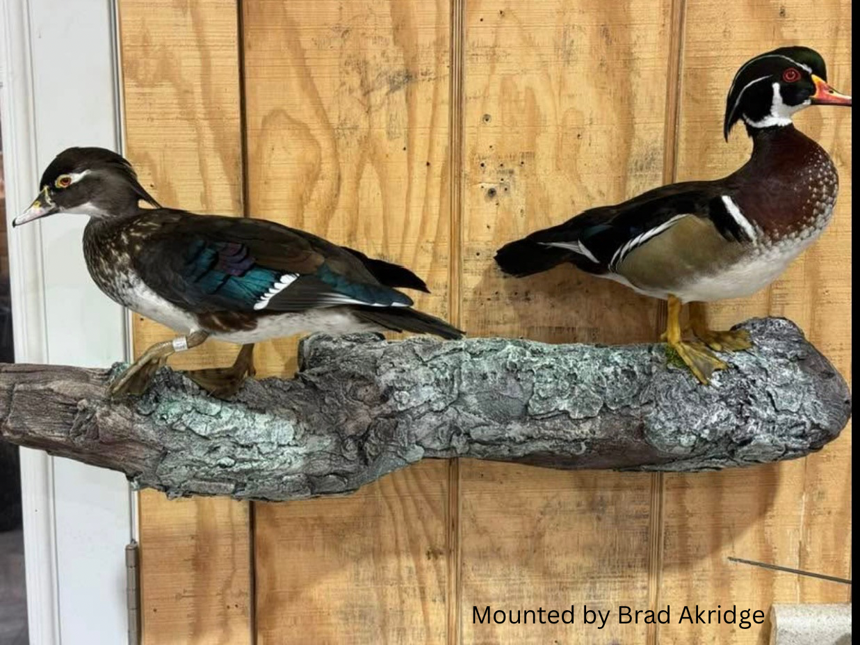 Multi Duck Wall Limb