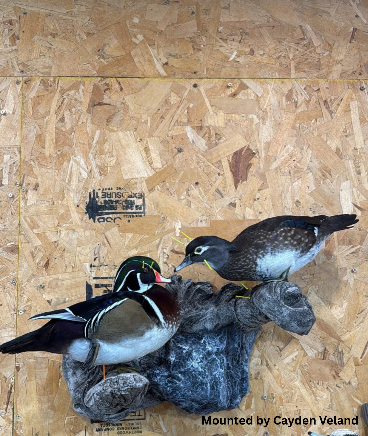 Double Duck Branch