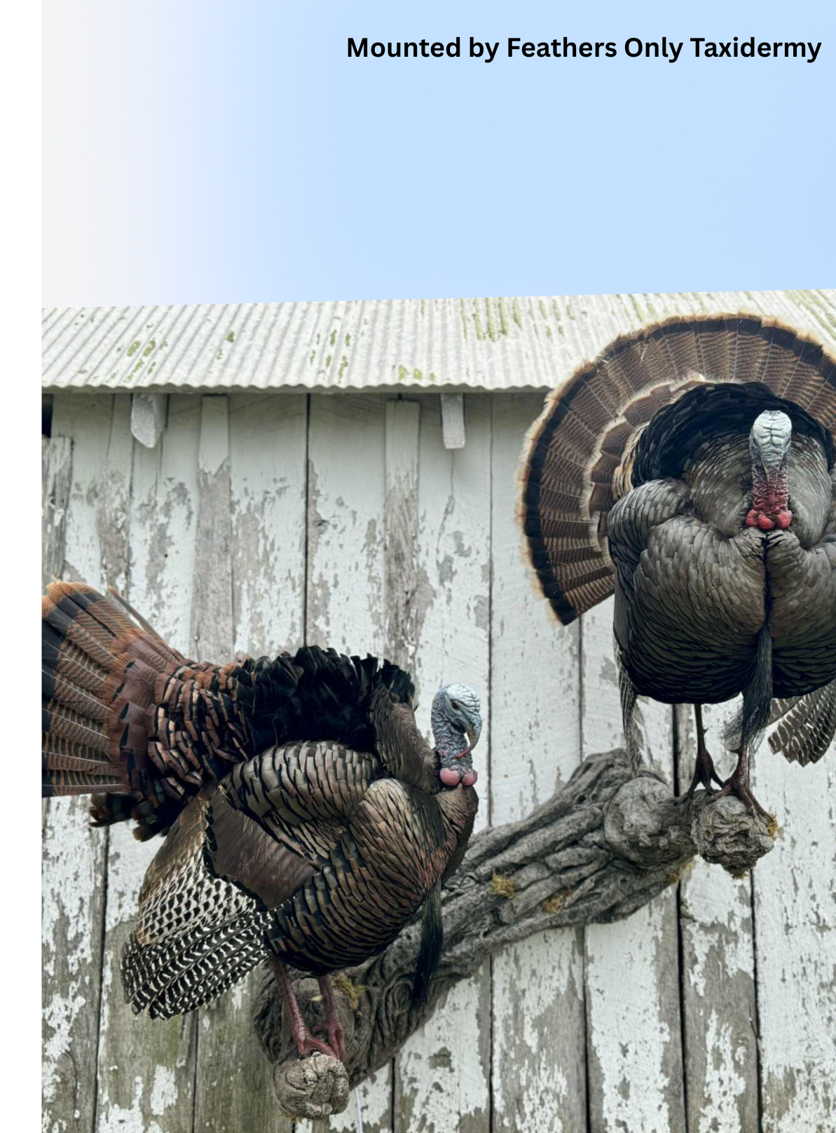 Double Turkey