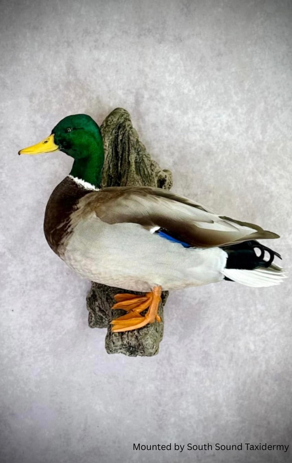 Duck Branch
