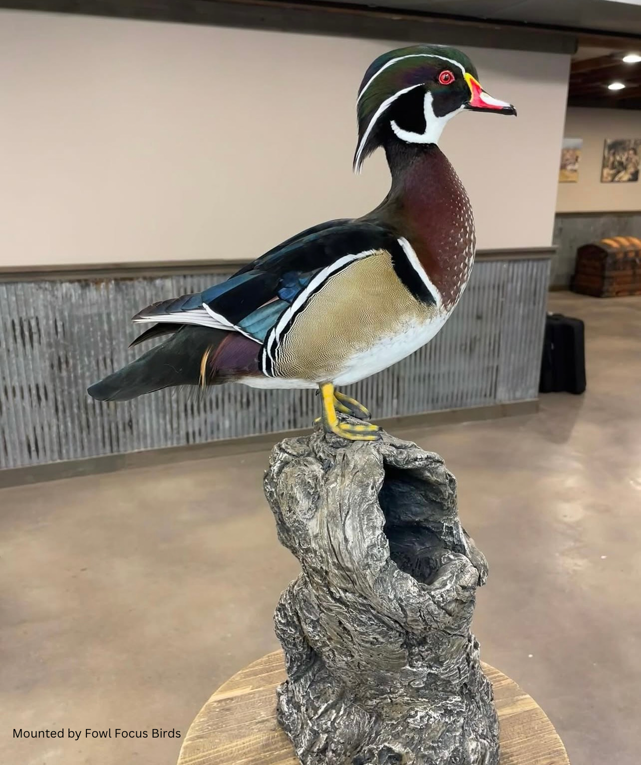 Wood Duck Stump