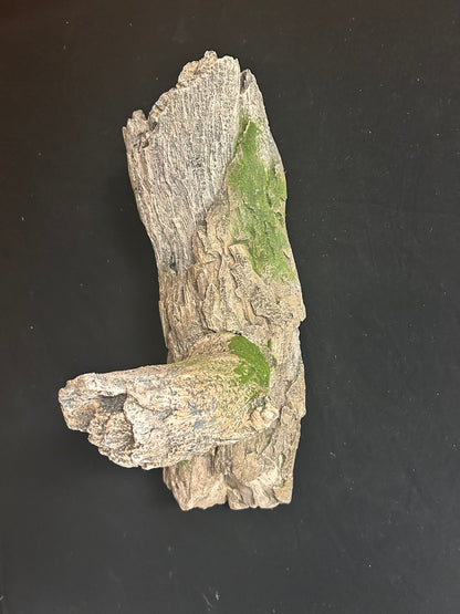 Tree Limb with Perch