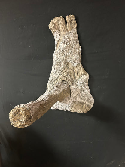 Moss Limb
