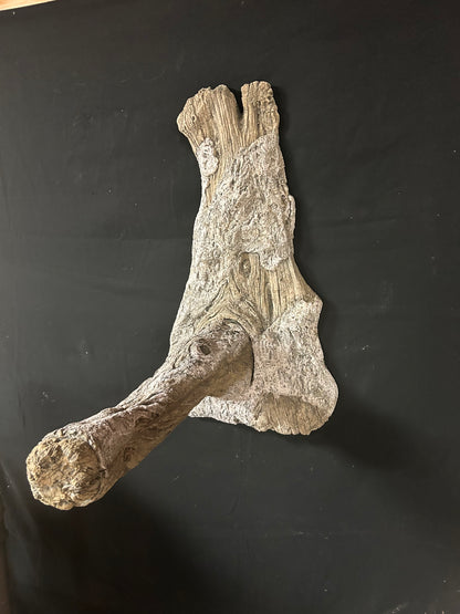 Moss Limb