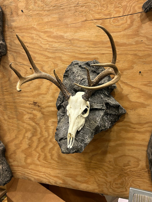 Euro Deer Skull Mount