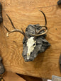 Euro Deer Skull Mount