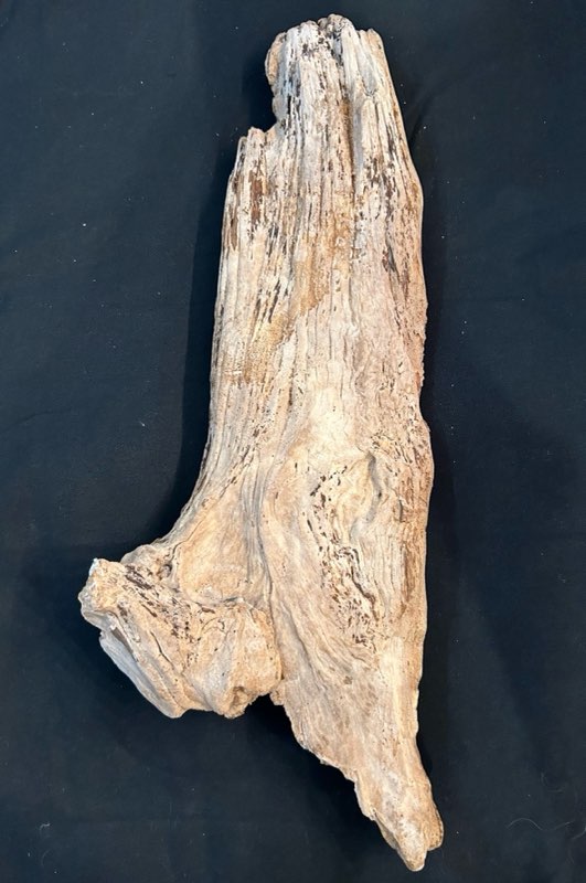 Driftwood #17