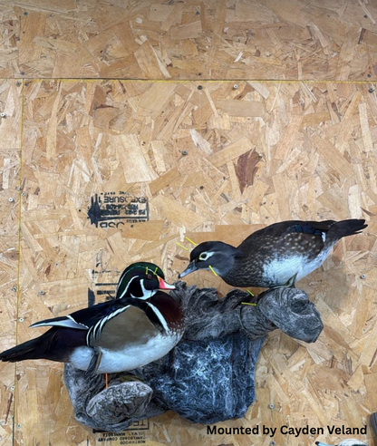 Double Duck Branch