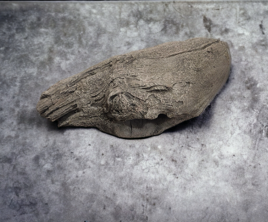 Driftwood #11