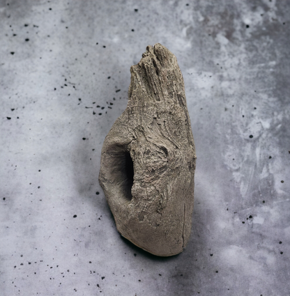 Driftwood #11